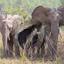 Three elephants standing together in a wild, grassy area..jpg